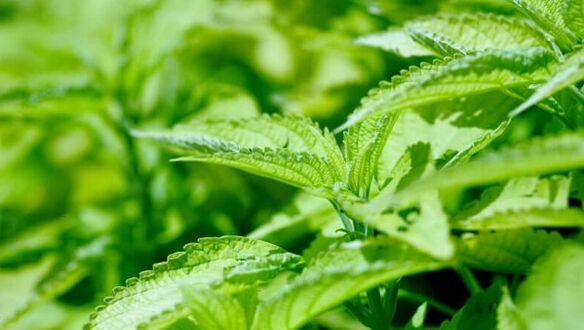 The nettle of varicose veins